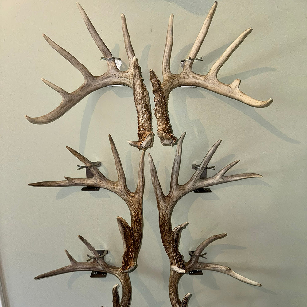 Shed Antler Anchor Single - Booner Size (Right Antler)