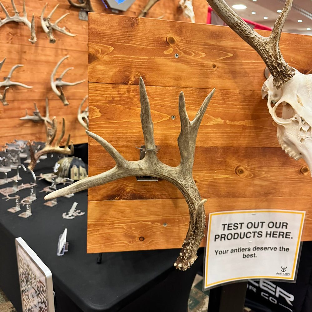 Shed Antler Hanger Single - Slob Knocker Size (Right Antler)