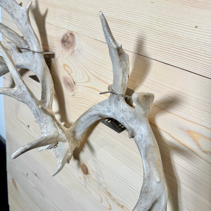 Shed Antler Hanger Set - Slob Knocker Size - White Out