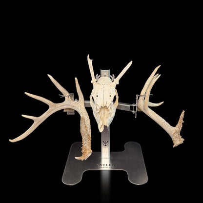 Triple Crown Pedestal + Euro + Original Shed Hanger Set