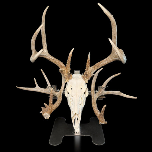 Triple Crown Pedestal + BLACK LABEL EDITION Euro & Shed Hanger Package