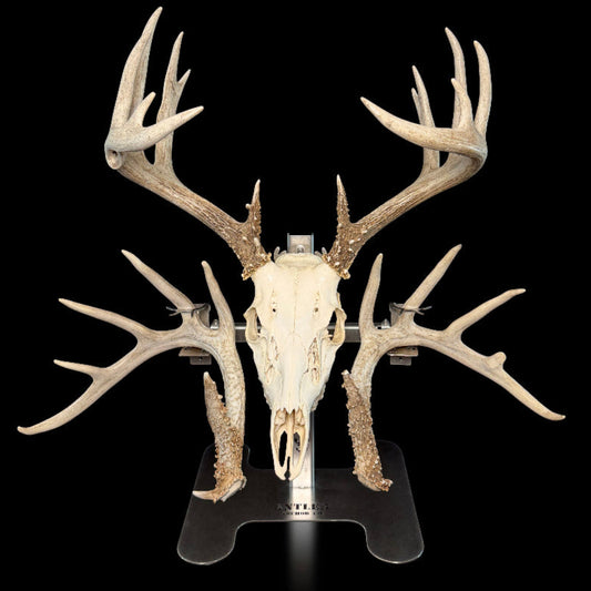 Triple Crown Pedestal + 1 European Mount Hanger + 1 Original Shed Hanger Set