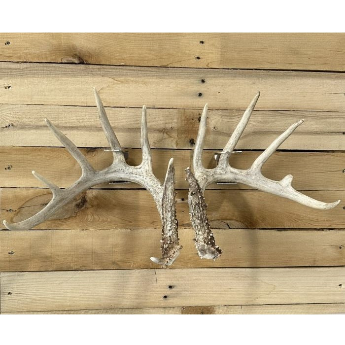 Shed Antler Anchor Set