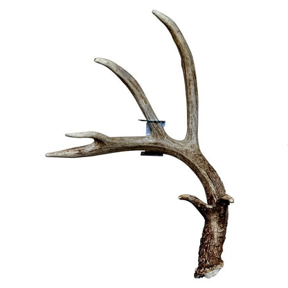 Product photo of right Booner shed antler hanger