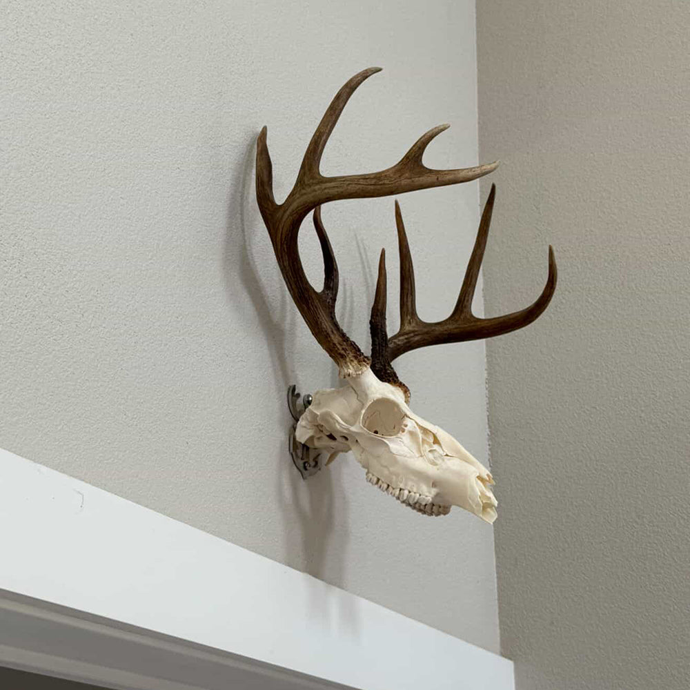 European Mount Skull Hanger