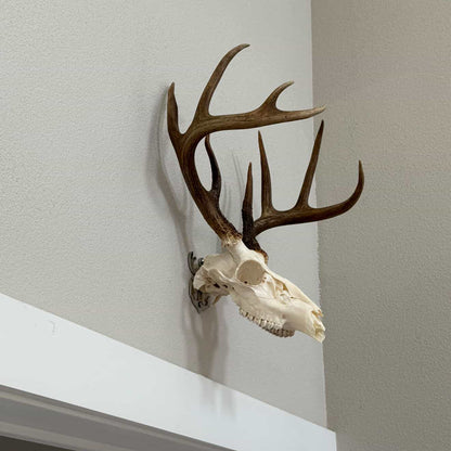 European Mount Skull Hanger - White Out