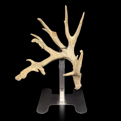 Triple Crown Pedestal