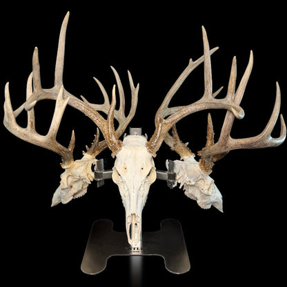 Triple Crown Pedestal with three European mount hangers
