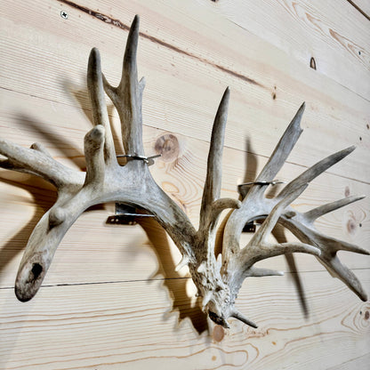Shed Antler Hanger Single - Slob Knocker Size (Left Antler)