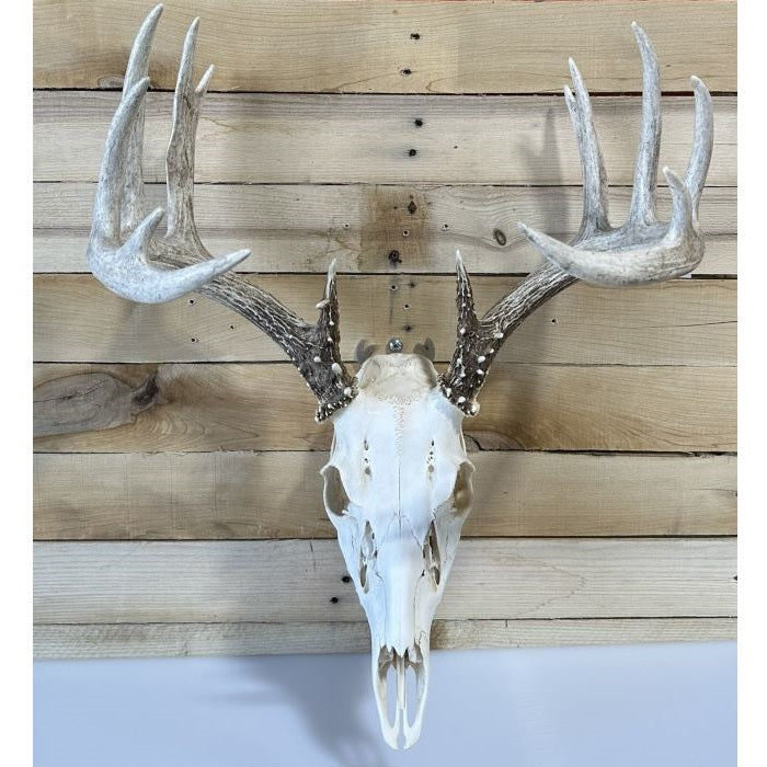 European Mount Skull Anchor