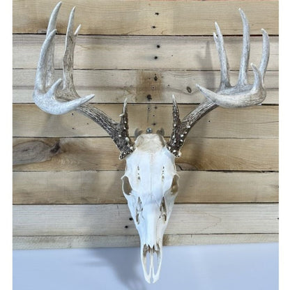 European Mount Skull Hanger - White Out