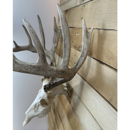 European mount skull hanger product view