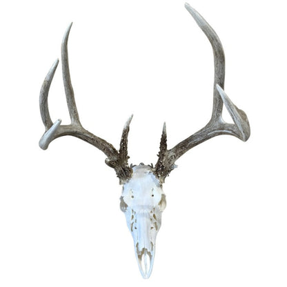 European Mount Skull Hanger - White Out