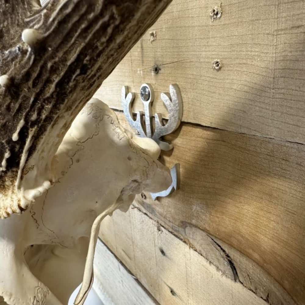 European skull mount displayed with an Antler Anchor hanger
