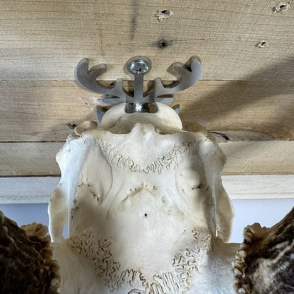 European skull mount displayed on an Antler Anchor hanger