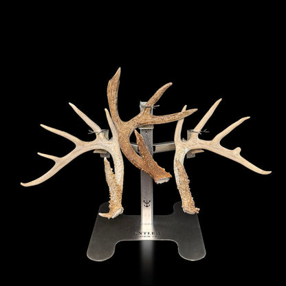 Triple Crown Pedestal
