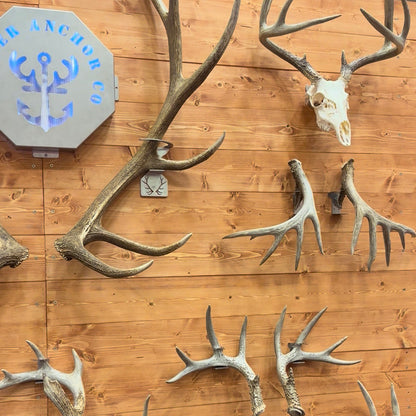 Shed Antler Hanger Set - Slob Knocker Size - White Out