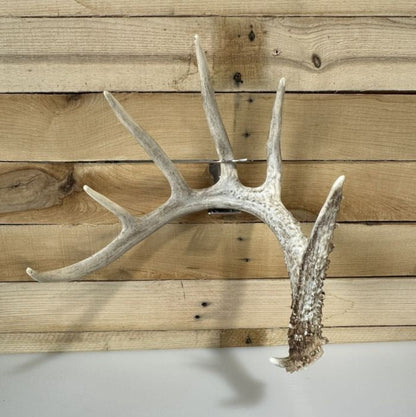 Shed Antler Hanger Single - Original Size (Right Antler)