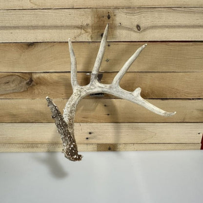 Shed Antler Hanger Single - Original Size (Left Antler)