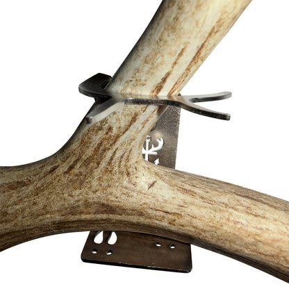 Shed Antler Hanger Single - Booner Size (Left Antler)