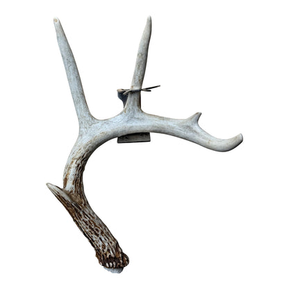 Shed Antler Hanger Single - Original Size (Left Antler)