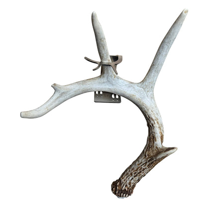 Shed Antler Hanger Single - Original Size (Right Antler)