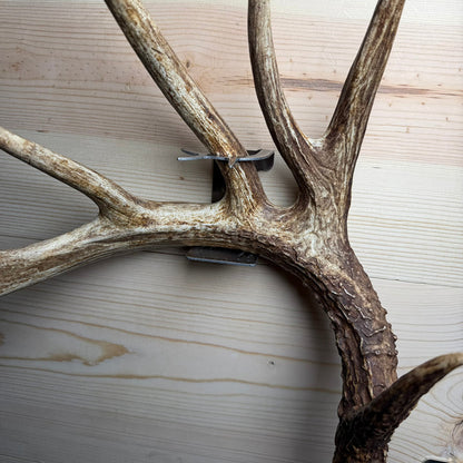 Shed Antler Hanger Single - Booner Size (Right Antler)