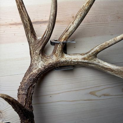 Shed Antler Hanger Single - Booner Size (Left Antler)