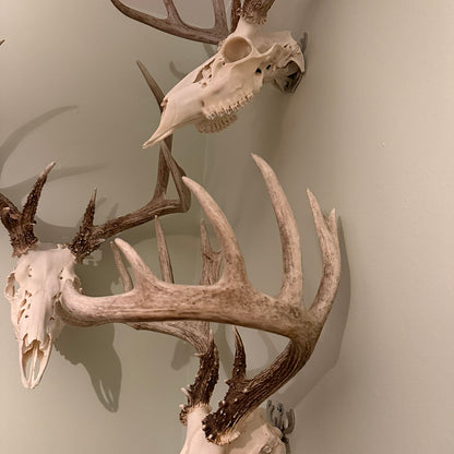 European Mount Skull Hanger - White Out