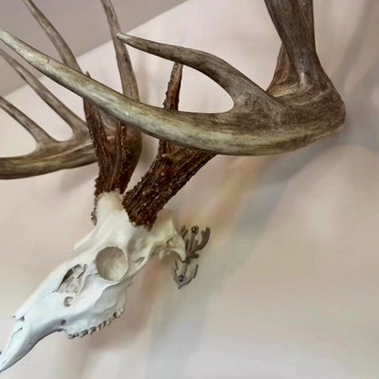 European Mount Skull Hanger - White Out