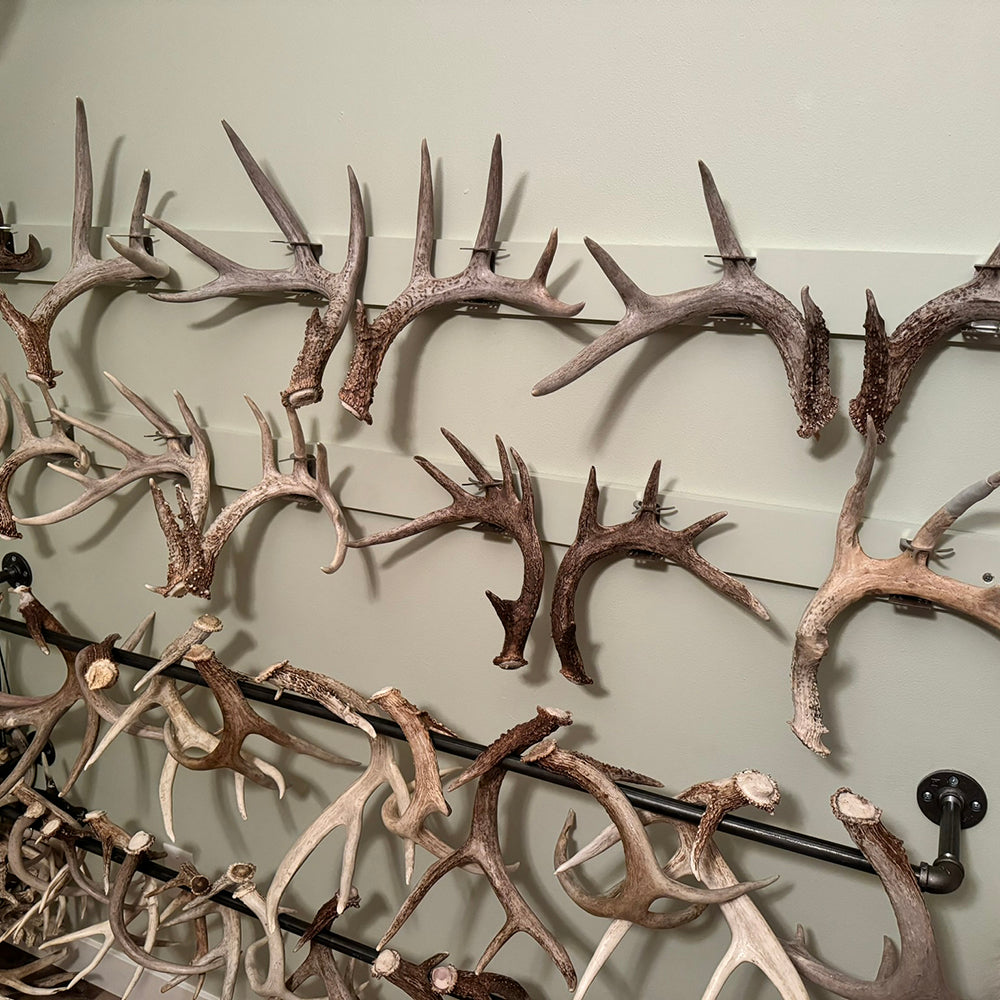 Shed Antler Hanger Set - Slob Knocker Size