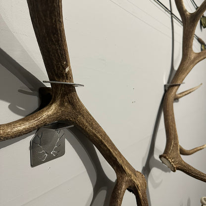 Elk Shed Antler Hanger Set - White Out