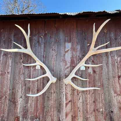 Elk Shed Antler Hanger Set - White Out