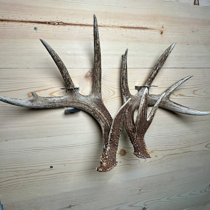 Shed Antler Hanger Single - Booner Size (Left Antler)