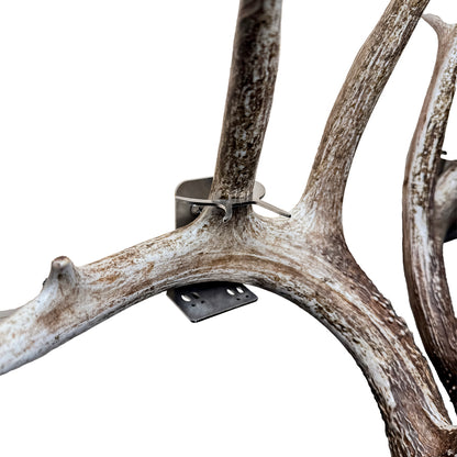 Shed Antler Hanger Single - Booner Size (Right Antler)