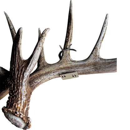 Shed Antler Hanger Single - Booner Size (Left Antler)