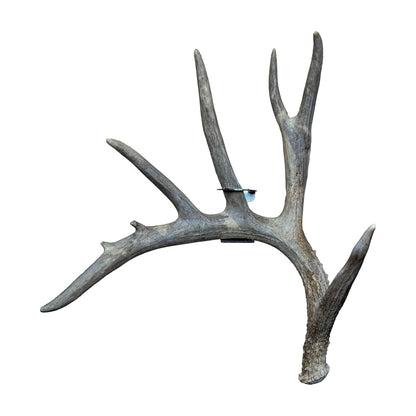 Product photo of right Slob Knocker shed antler hanger