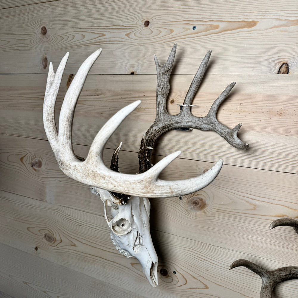 Shed Antler Anchor Single - Booner Size (Left Antler)