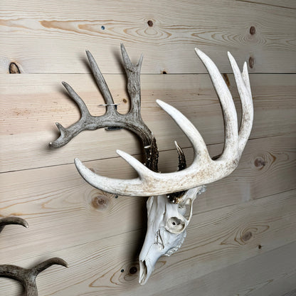 Shed Antler Hanger Set - Booner Size - White Out