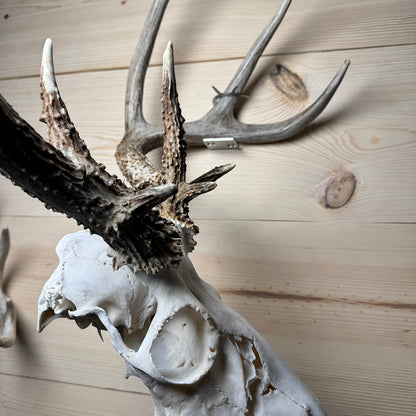 Shed Antler Hanger Single - Original Size (Left Antler)