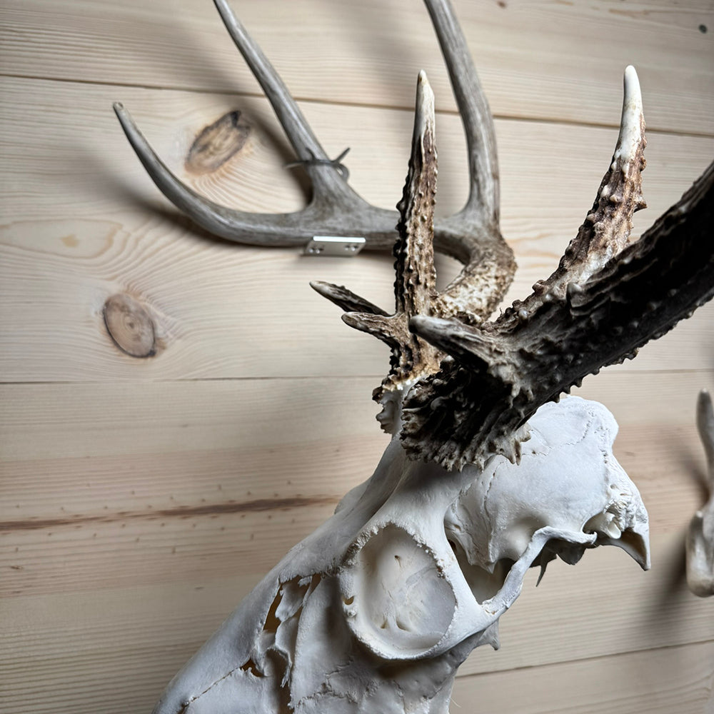 Shed Antler Hanger Set - Booner Size