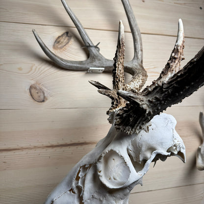 Shed Antler Hanger Set - Booner Size - White Out