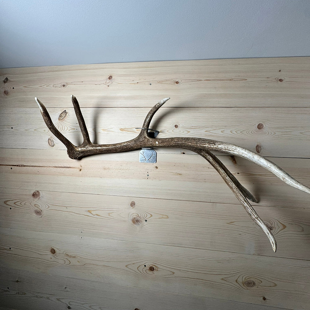 Elk Shed Antler Hanger - Left Antler