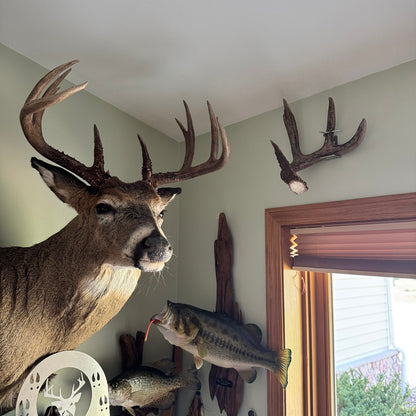 Shed Antler Hanger Set - Original Size - White Out