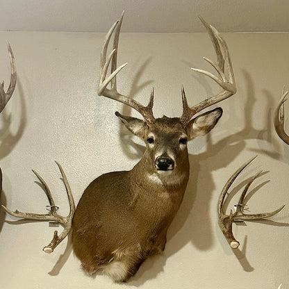 Shed Antler Hanger Set - Booner Size - White Out