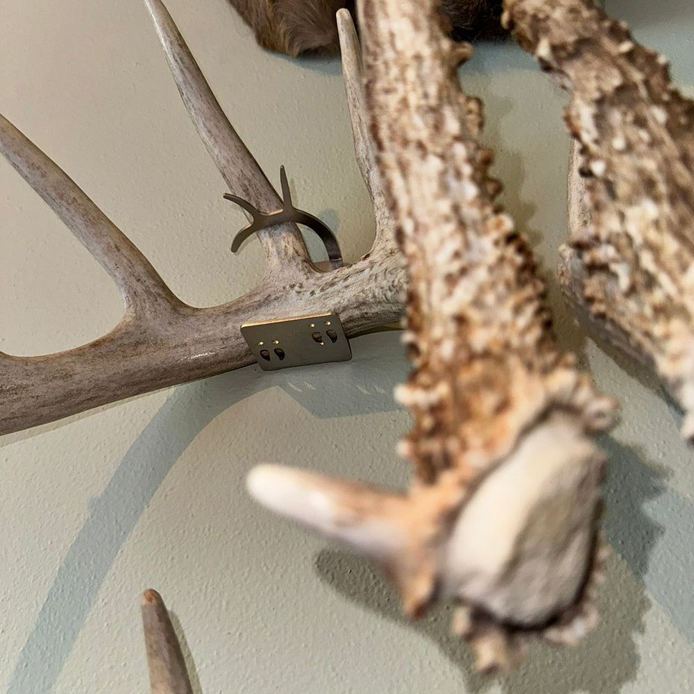 Shed Antler Anchor Single - Original (Right Antler)