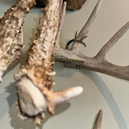Shed Antler Hanger Single - Original Size (Left Antler)