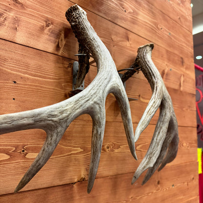 Shed Antler Hanger Set - Booner Size - White Out