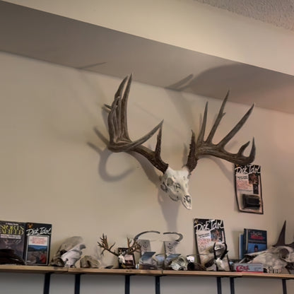 European Mount Skull Hanger - White Out