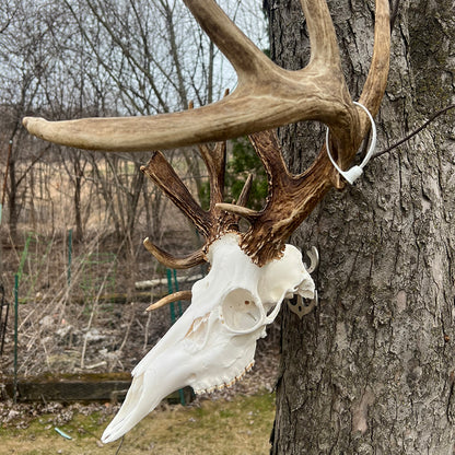 European Mount Skull Hanger - White Out